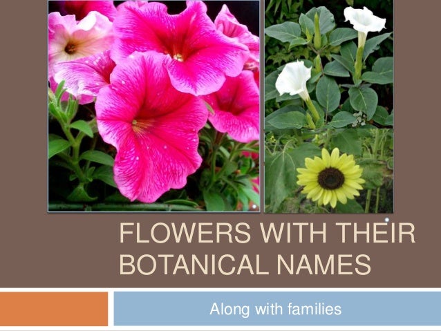 Flowers with botanical names
